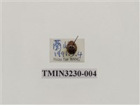 藏品(隱斑瓢蟲)的圖片